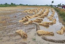 बेमौसम बारिश से यूपी के किसानों का नुकसान, मुख्यमंत्री ने दिया भरपाई का आदेश