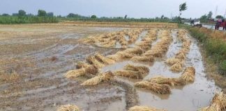 बेमौसम बारिश से यूपी के किसानों का नुकसान, मुख्यमंत्री ने दिया भरपाई का आदेश