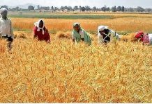 लॉकडाउन के बीच भी देश भर में जारी है गेहूं की कटाई