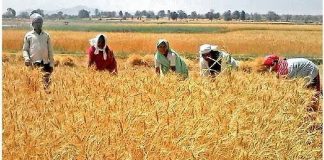 लॉकडाउन के बीच भी देश भर में जारी है गेहूं की कटाई