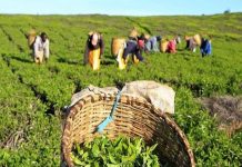 Covid-19 से लड़ने में अन्य दवाइयों से अधिक कारगर है चाय!