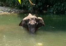 मानव नहीं परपीड़क हैं हम