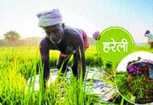 प्रकृति, कृषि, पशुधन संरक्षण, खुशहाली व प्रेम का पर्व हरेली (हरियाली आमवस्या)