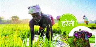 प्रकृति, कृषि, पशुधन संरक्षण, खुशहाली व प्रेम का पर्व हरेली (हरियाली आमवस्या)