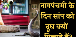 नागपंचमी के दिन सांप को दूध क्यूँ पिलाते हैं?