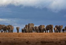 विश्व हाथी दिवस: हाथियों और इंसानों की बदलती दोस्ती