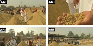 पंजाब में आज से 30 नवंबर तक खरीदा जाएगा धान