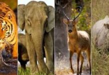 गाज़ियाबाद: कुशलिया ग्राम सभा के लोगों ने जाना वन्य प्राणी सप्ताह का महत्त्व