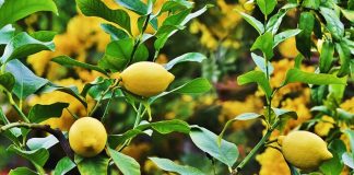 नींबू के सुरक्षा के लिए लगे पहरेदार, लाठियों के साथ हो रही है रखवाली